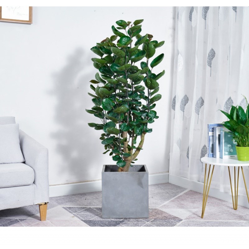 金钱兜发财树大型绿植客厅室内盆栽金钱树圆叶福禄桐室内盆栽