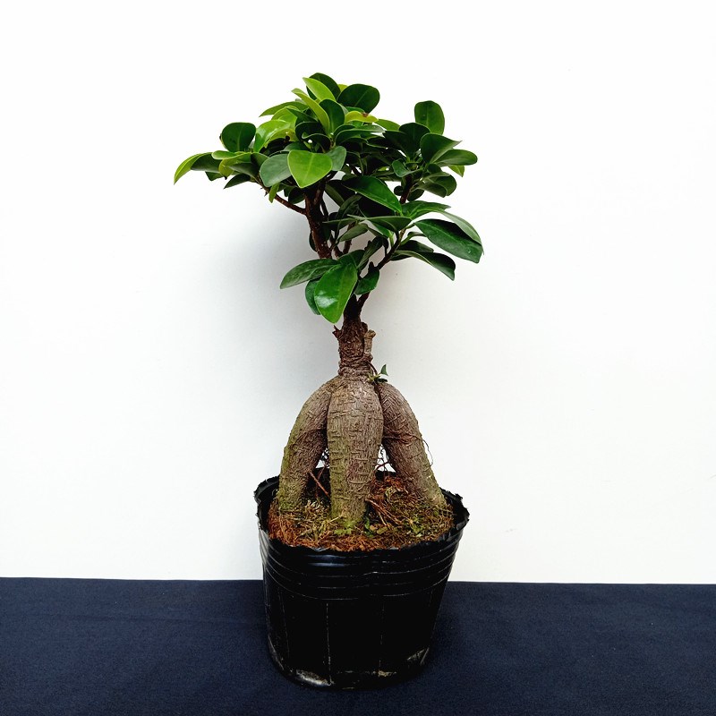 榕树盆栽室内阳台植物造型老桩绿植室外树苗人参榕小叶金钱榕盆景