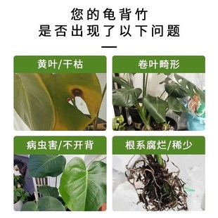 龟背竹营养液免稀释喷施叶面肥水培龟背竹专用肥锈斑病黄叶液体肥