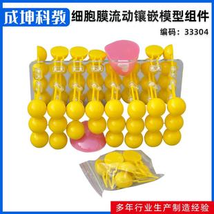 细胞膜流动镶嵌模型组件细胞膜模型生物实验器材教学仪器
