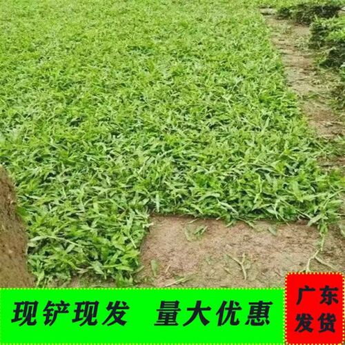 大叶油草皮带泥土四季常绿耐阴耐旱耐踩踏别墅园R林小区绿化易成