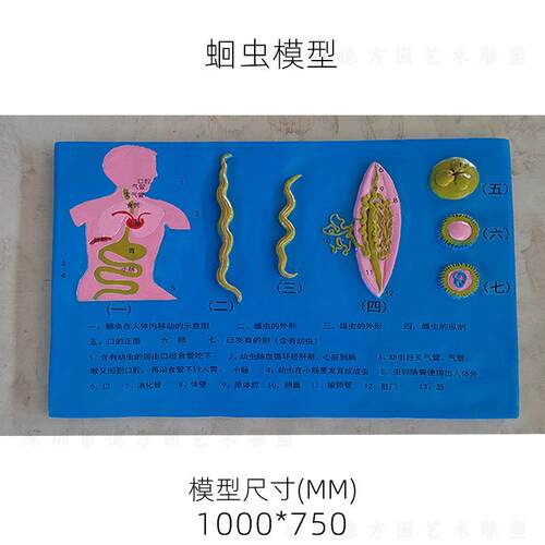 生物园细胞模型教学模具蛔虫反射弧酵母菌模型学校生物知识普及