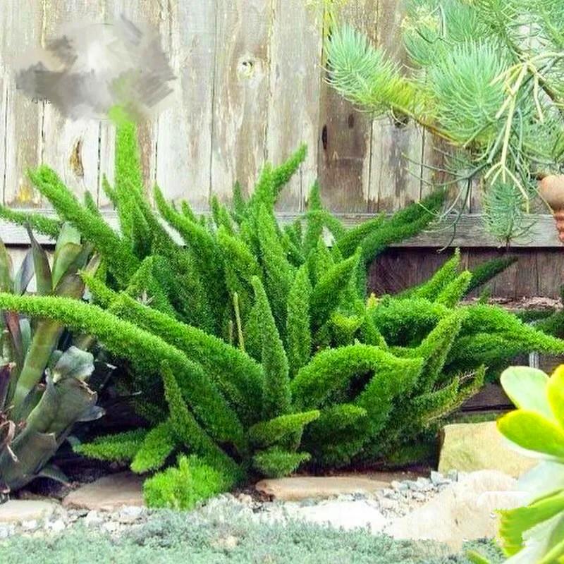 狐尾天门冬耐寒植物室外花园常绿盆栽武竹灌木绿植四季常青好养活