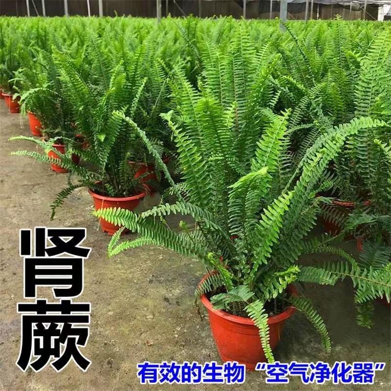 肾蕨盆栽排骨草耐寒耐热四季常青花镜蕨类绿植阳台客厅室内植物庭