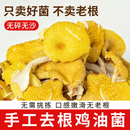 云南剪根鸡油菌干货特级