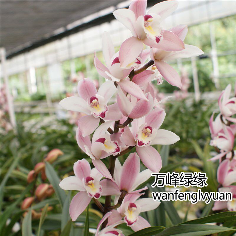 绿缘兰花苗四季兰小花蕙兰 雪梅 粉色杂交兰淡香桌面绿植室内盆栽