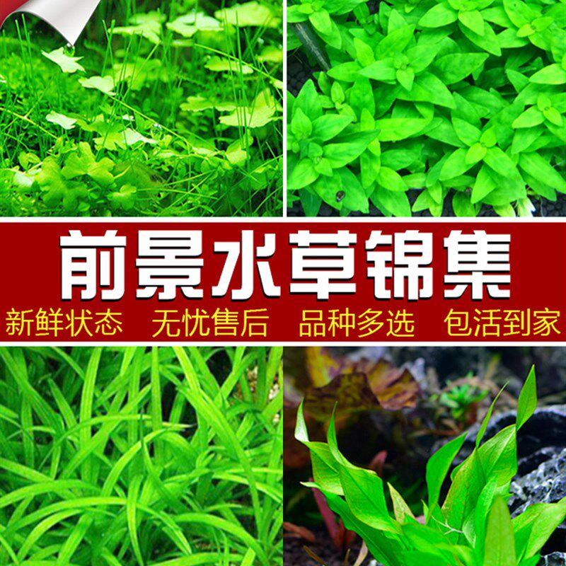 鱼缸水草莫斯真植物水族箱中后景绿菊蜈蚣草阴性造景装饰绿植真草