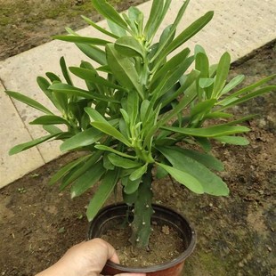 霸王鞭盆栽 龙骨 仙人柱 金刚杵 量天尺 刺金刚植物盆栽