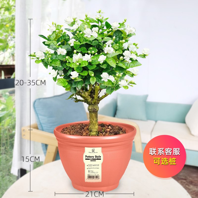 茉莉花盆栽独杆栀子花精品老桩盆景阳台绿植花卉单瓣茉莉花棒棒糖