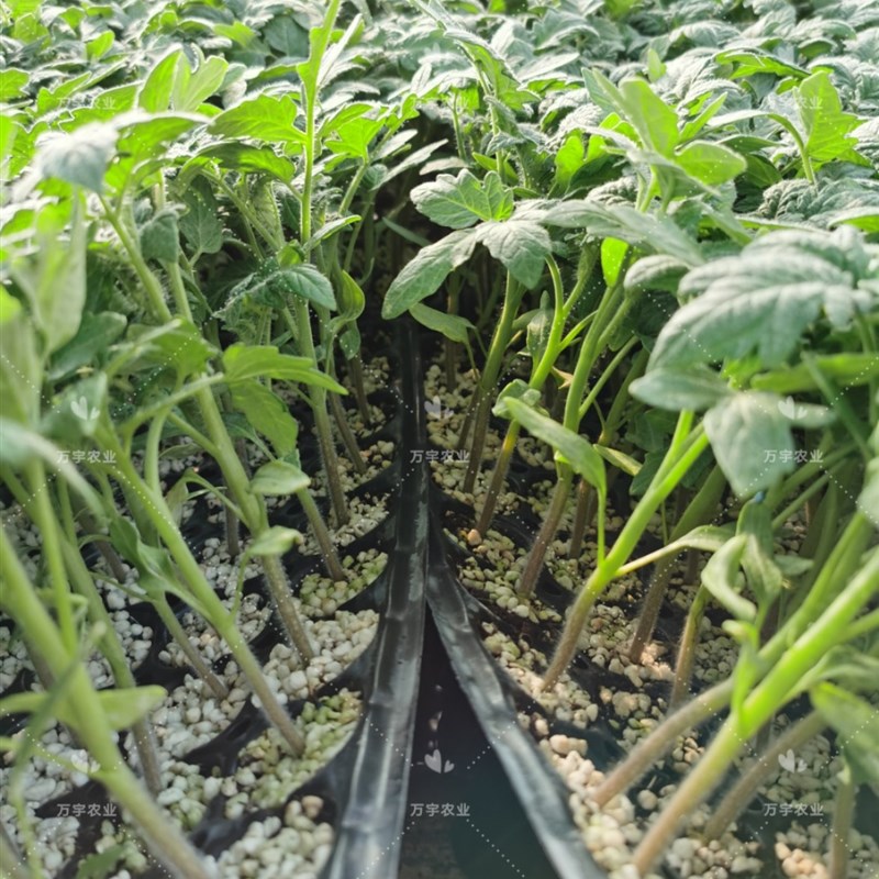 店铺整理商品,更新产品统一上架