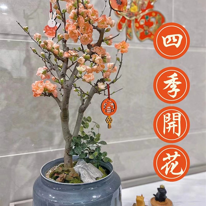 海棠花盆栽树苗盆景重瓣老桩庭院绿植物室内四季开花花卉好养易活