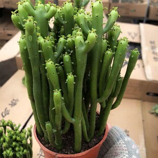 多肉植物光棍树盆栽绿珊瑚树彭瑚树多肉植物易养绿植耐旱容意养