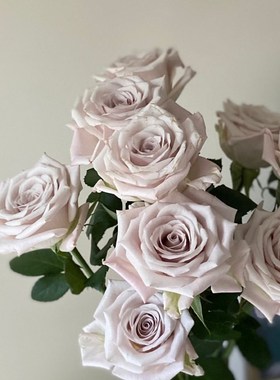 铃兰家  曼塔 超新品切花复古灰色调玫瑰花苗盆栽月季花卉强香