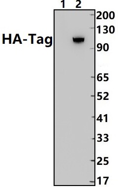 Bioworld标签抗体  HA标签兔单克隆抗体；HA标签兔单克隆抗体-HRP