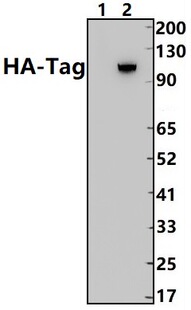 Bioworld标签抗体  HA标签兔单克隆抗体；HA标签兔单克隆抗体-HRP