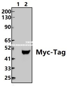 Bioworld 标签抗体 Myc-Tag小鼠单抗；Myc-Tag小鼠单克隆抗体-HRP
