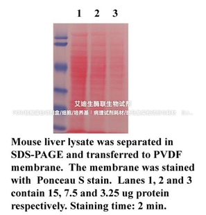 Minute™丽春红S染液 定位WB转印膜蛋白谱条带比较蛋白质条带强度