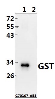 Bioworld标签抗体 GST标签(3A10) / GST(1B9)单克隆抗体，GST单抗