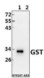 Bioworld标签抗体 GST标签(3A10) / GST(1B9)单克隆抗体，GST单抗