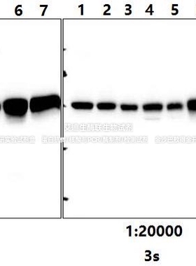 Bioworld内参抗体Tubulin β polyclonal Ab微管蛋白β多克隆抗体