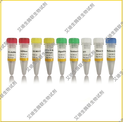 UnionScript第一链cDNA合成试剂盒(含dsDNase)用于PCR/qPCR等实验