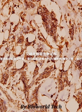 Bioworld 内参抗体 微管蛋白α(G436)/微管蛋白α(9H4)单克隆抗体