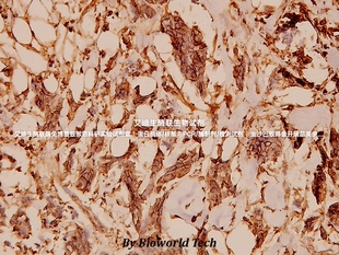 Bioworld 内参抗体 微管蛋白α(G436)/微管蛋白α(9H4)单克隆抗体