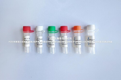 BIOG T7 RNA探针标记试剂盒,用于原位杂交,斑点杂交Northern blot