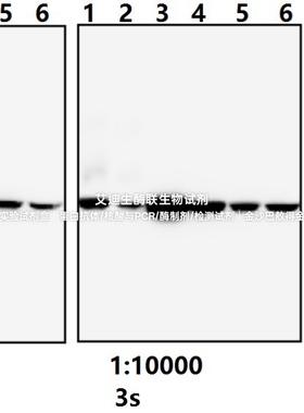 Bioworld内参β-肌动蛋白(4D3)/β-肌动蛋白(4D3))单克隆抗体-HRP