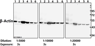 Bioworld内参β-肌动蛋白(4D3)/β-肌动蛋白(4D3))单克隆抗体-HRP