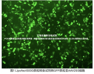 BIOG Lipofect5000质粒转染试剂,适用将质粒DNA转染入细胞,供科研