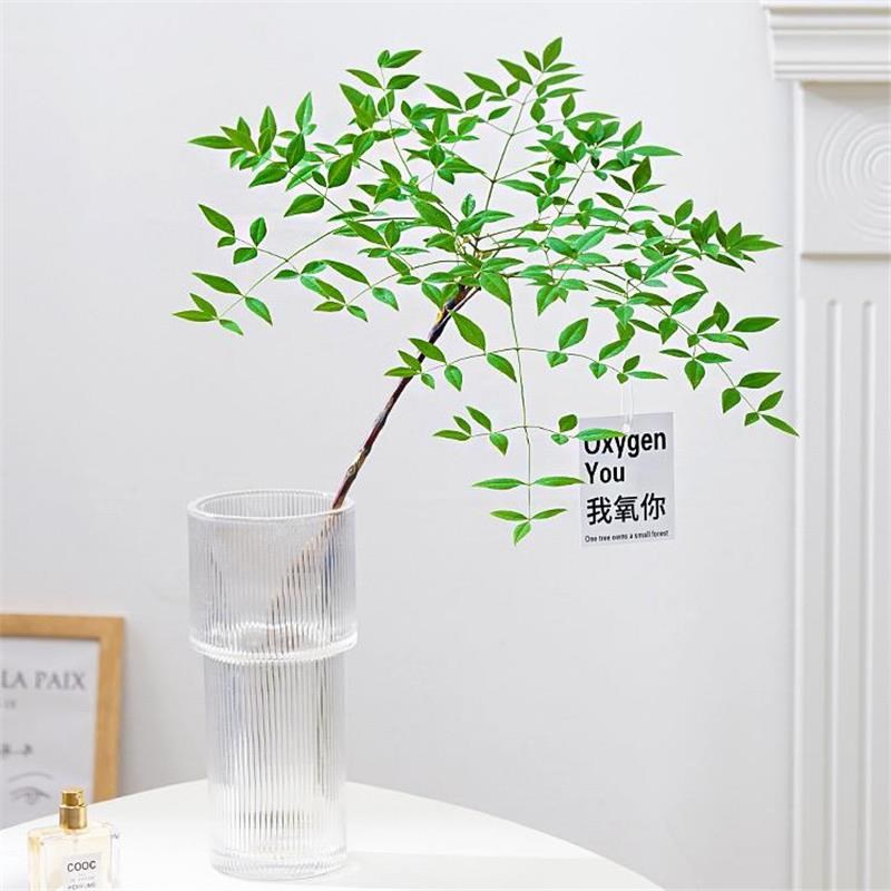 南天竹盆栽水培绿植物火焰红水养室内花卉蓝天竹吊钟马醉木南天竺