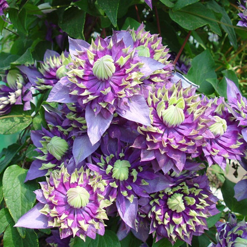 黄姐园艺F系列铁线莲乌托邦倒影新幻紫P9规格根系饱满原盆土发货