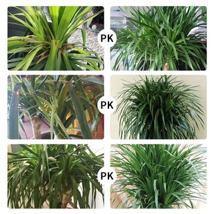 龙血树专用营养液龙血树叶粉专用肥料治黄叶复活灵大型绿植一滴绿