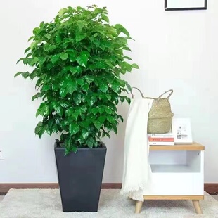 【包成活】幸福树丛生大型绿植室内乔迁花卉盆栽好养易活四季常青