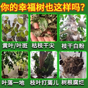 幸福树专用肥料营养液叶子干枯落叶发黄枯萎黑斑白粉病杀菌病害清