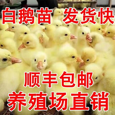 小鹅活苗特大种白鹅苗正宗皖西鹅浙东鹅三花鹅高产蛋鹅苗宠物鹅