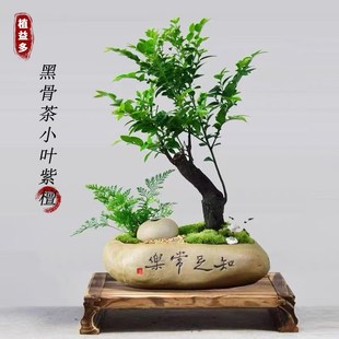 饰植物四季 黑骨茶小叶紫檀盆景室内办公室z盆栽客厅桌面绿植装 好
