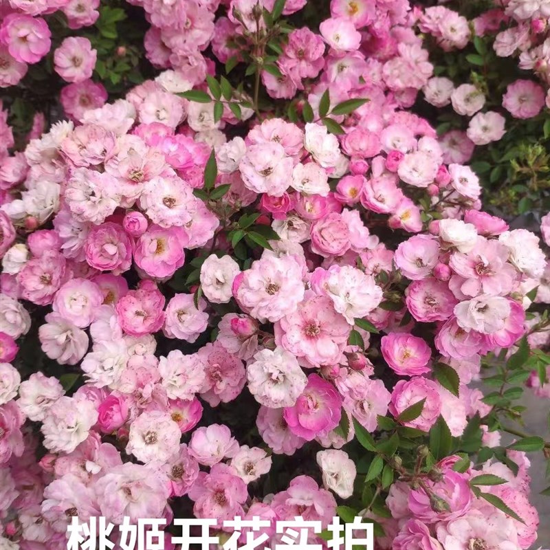 姬月季 桃姬 月季高提根N盆景 开花机器