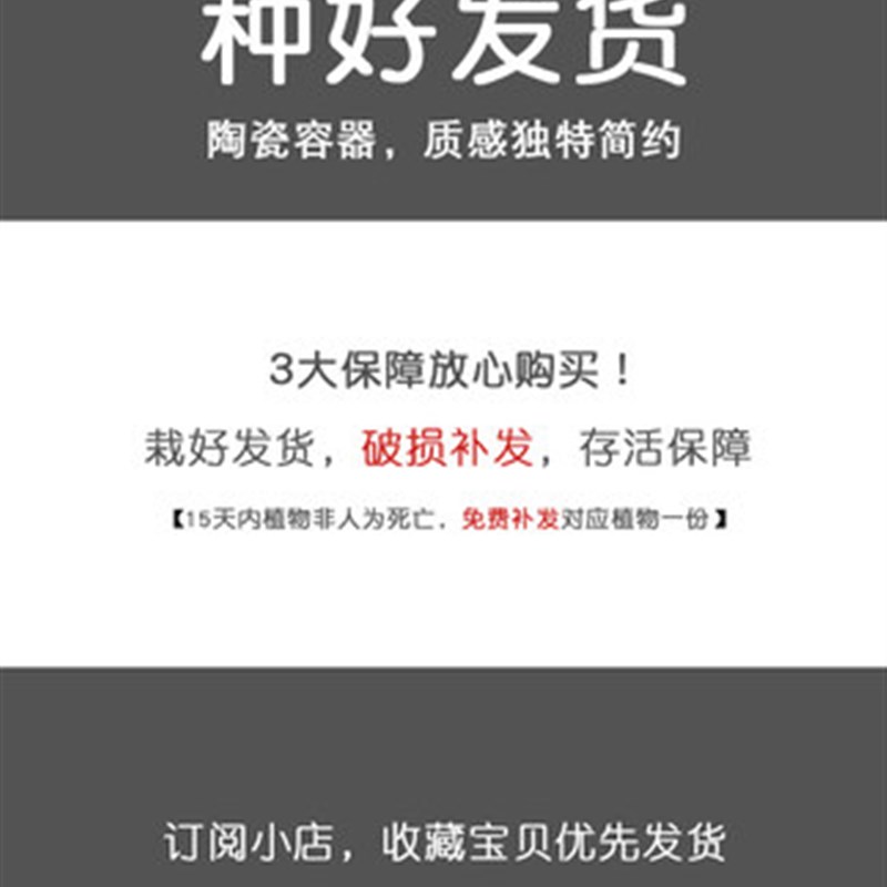 六月雪盆景室内盆栽植物悬崖式造D型老桩办公室客厅茶室摆件绿植