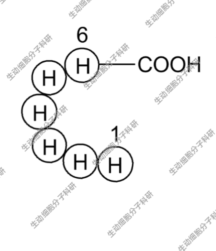 APExBIO Hexa His tag peptide,6×His标签肽6×His-tag/His-tag