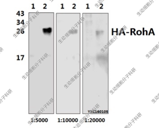 Bioworld标签抗体HA-tag多克隆抗体 HA-Tag polyclonal antibody