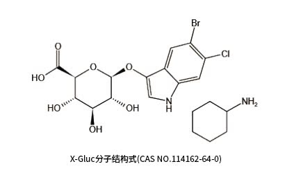 即速型植物组织GUS染色试剂盒,供研究外源基因瞬时表达的转化实验