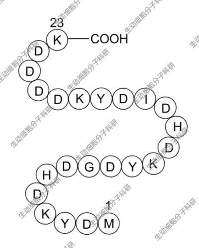 APExBIO 3X(DYKDDDDK)Peptide，3X FLAG标签肽,也即3x DYKDDDDK肽