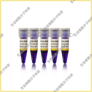 PAGE聚丙烯酰胺凝胶基础型Taq 2×GS DNA聚合酶 For Mix Taq PCR