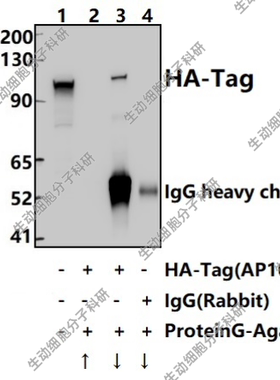 Bioworld标签抗体HA-Tag rabbit单克隆抗体/单抗-HRP,Transfected