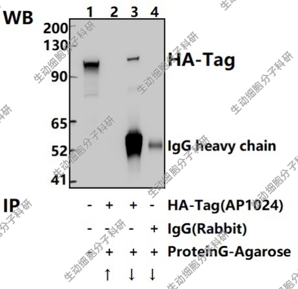Bioworld标签抗体HA-Tag rabbit单克隆抗体/单抗-HRP,Transfected