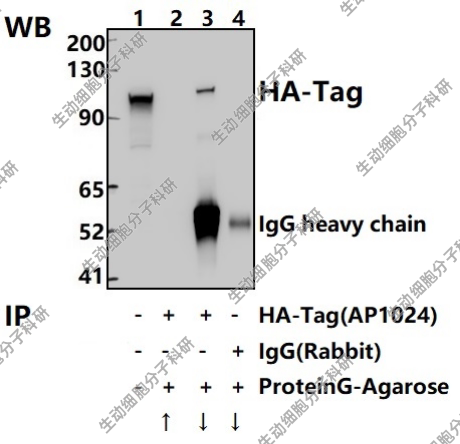 Bioworld标签抗体HA-Tag rabbit单克隆抗体/单抗-HRP,Transfected
