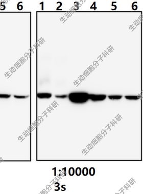 Bioworld内参抗体β-Actin(4D3)单抗β-Actin(4D3)单克隆抗体-HRP