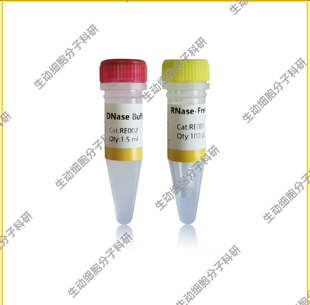 free RNase 无RNase 可消化单链或双链DNA 1000 DNase